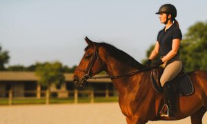 Lire la suite à propos de l’article Comment se passe un cours d’équitation au Centre Équestre de la Rivière-de-Corps ?