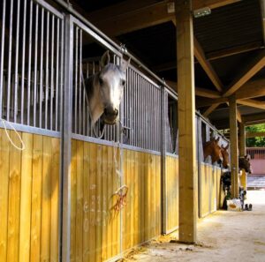 Lire la suite à propos de l’article Pourquoi mettre son cheval en pension au Centre Équestre de la Rivière-de-Corps ?