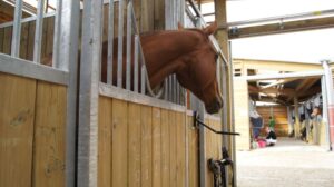 Lire la suite à propos de l’article Pension pour poneys à Troyes